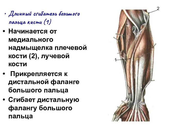 Длинный сгибатель большого пальца кисти (1) Начинается от медиального надмыщелка плечевой кости