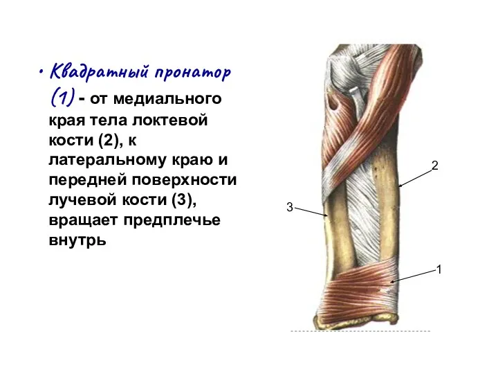 Квадратный пронатор (1) - от медиального края тела локтевой кости (2), к
