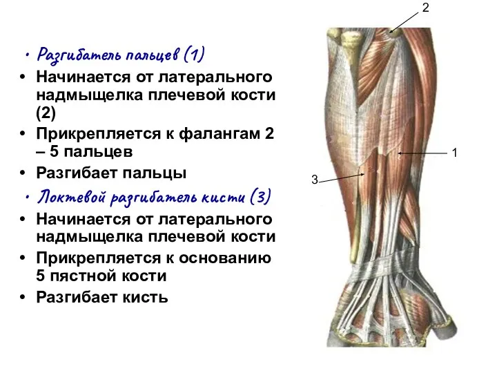 Разгибатель пальцев (1) Начинается от латерального надмыщелка плечевой кости (2) Прикрепляется к