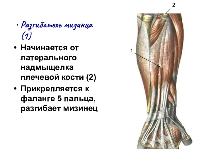 Разгибатель мизинца (1) Начинается от латерального надмыщелка плечевой кости (2) Прикрепляется к
