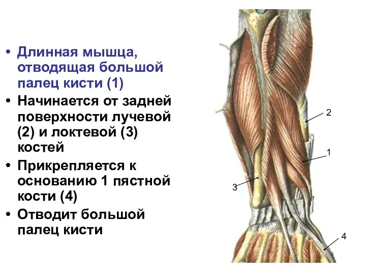 Длинная мышца, отводящая большой палец кисти (1) Начинается от задней поверхности лучевой