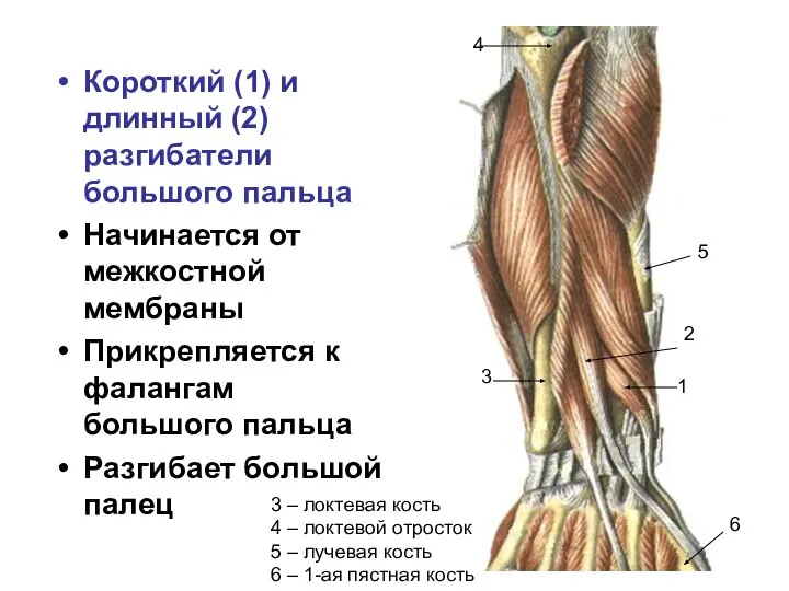 Короткий (1) и длинный (2) разгибатели большого пальца Начинается от межкостной мембраны