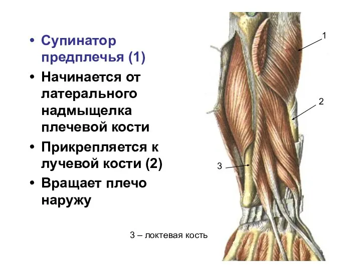 Супинатор предплечья (1) Начинается от латерального надмыщелка плечевой кости Прикрепляется к лучевой
