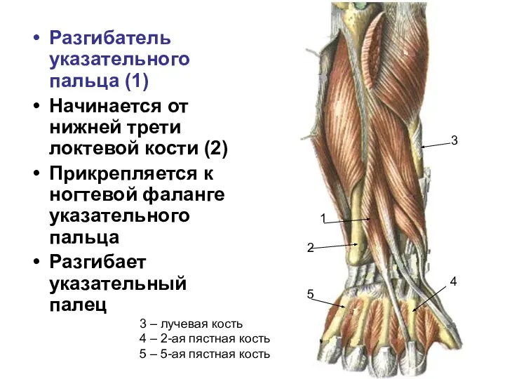 Разгибатель указательного пальца (1) Начинается от нижней трети локтевой кости (2) Прикрепляется