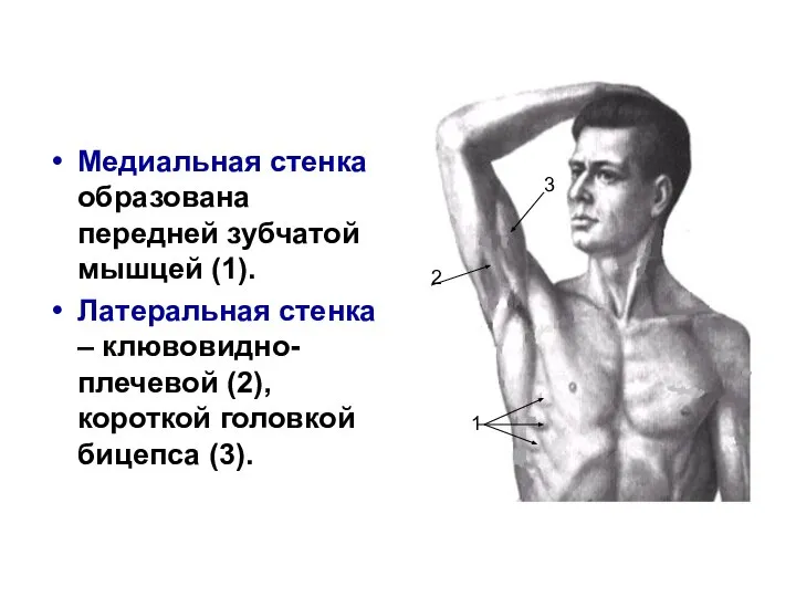 Медиальная стенка образована передней зубчатой мышцей (1). Латеральная стенка – клювовидно-плечевой (2),