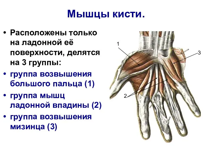 Мышцы кисти. Расположены только на ладонной её поверхности, делятся на 3 группы: