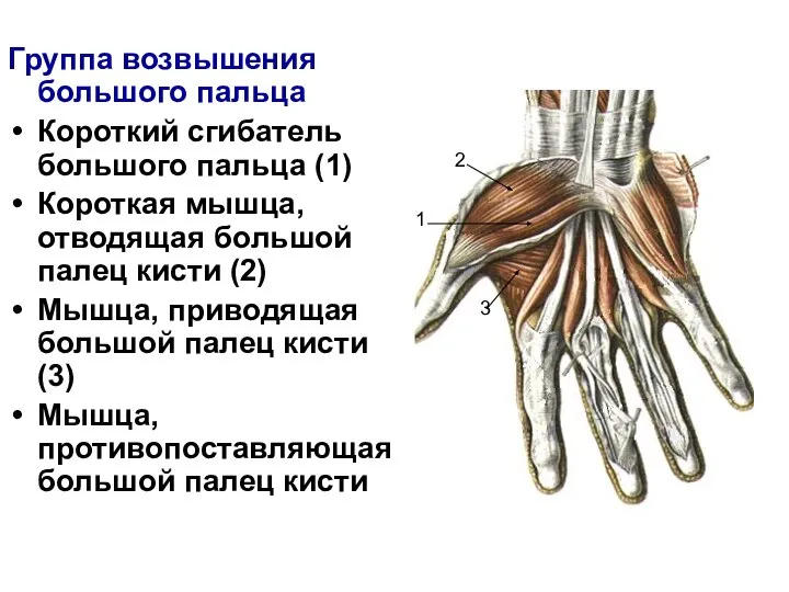 Группа возвышения большого пальца Короткий сгибатель большого пальца (1) Короткая мышца, отводящая