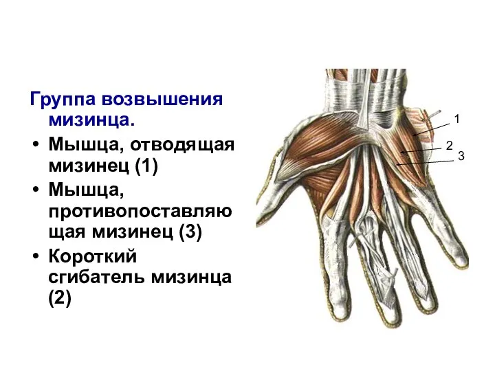 Группа возвышения мизинца. Мышца, отводящая мизинец (1) Мышца, противопоставляющая мизинец (3) Короткий