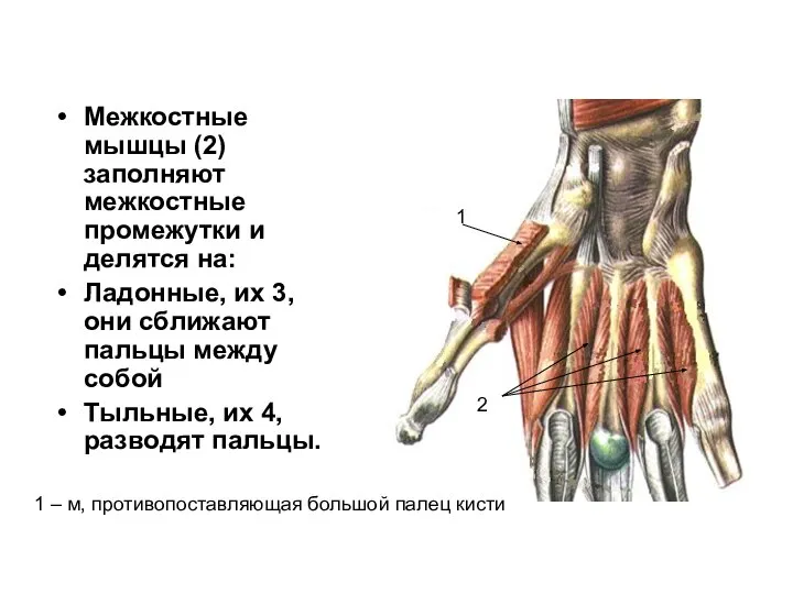 Межкостные мышцы (2) заполняют межкостные промежутки и делятся на: Ладонные, их 3,