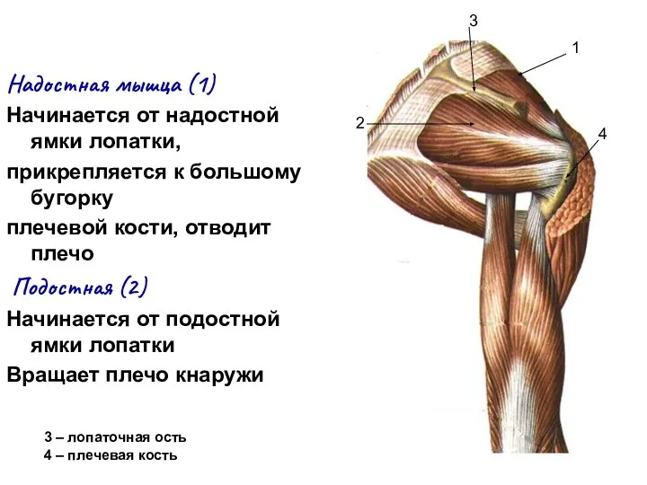 Надостная мышца (1) Начинается от надостной ямки лопатки, прикрепляется к большому бугорку