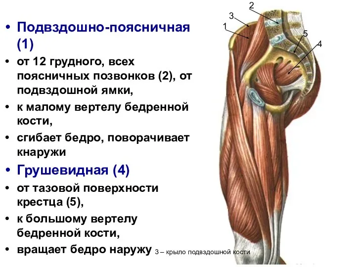 Подвздошно-поясничная (1) от 12 грудного, всех поясничных позвонков (2), от подвздошной ямки,