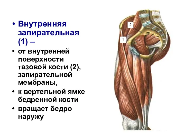 Внутренняя запирательная (1) – от внутренней поверхности тазовой кости (2), запирательной мембраны,