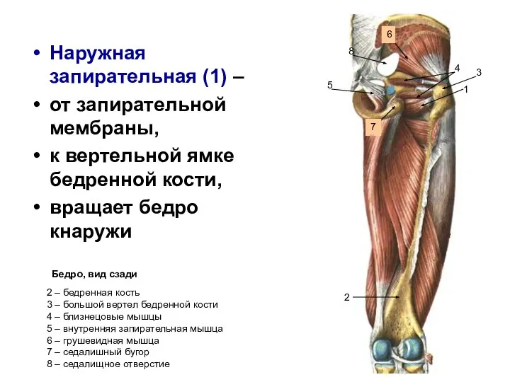Наружная запирательная (1) – от запирательной мембраны, к вертельной ямке бедренной кости,