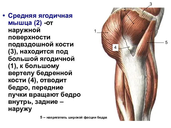 Средняя ягодичная мышца (2) -от наружной поверхности подвздошной кости (3), находится под