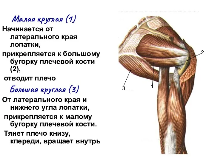 Малая круглая (1) Начинается от латерального края лопатки, прикрепляется к большому бугорку