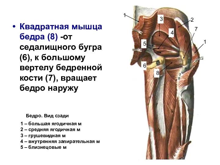 Квадратная мышца бедра (8) -от седалищного бугра (6), к большому вертелу бедренной