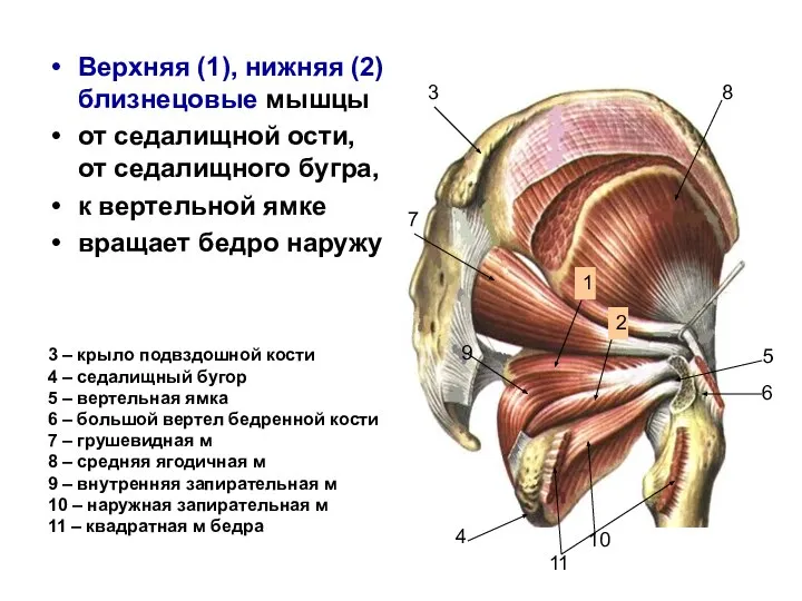 Верхняя (1), нижняя (2) близнецовые мышцы от седалищной ости, от седалищного бугра,