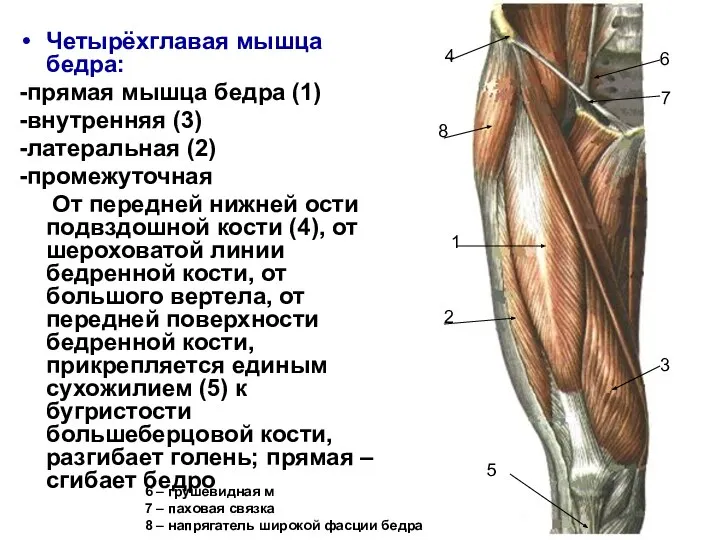 Четырёхглавая мышца бедра: -прямая мышца бедра (1) -внутренняя (3) -латеральная (2) -промежуточная