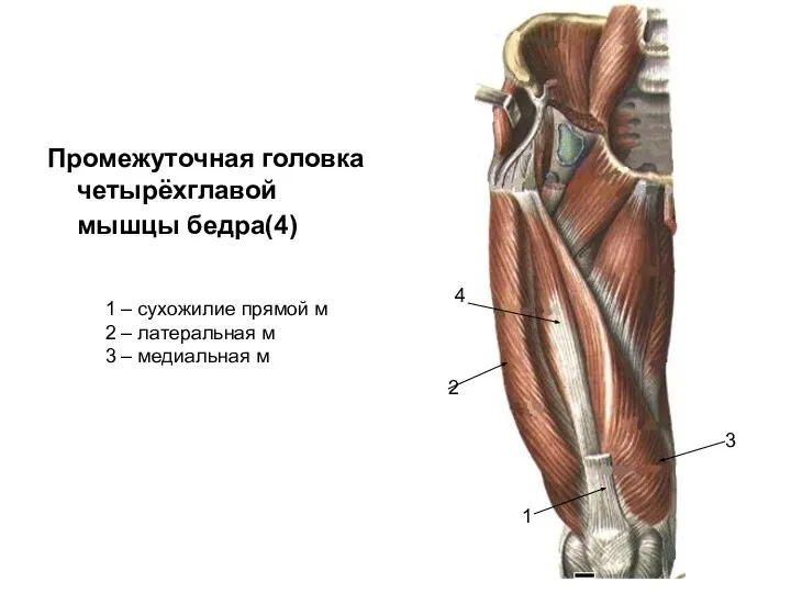 Промежуточная головка четырёхглавой мышцы бедра(4) 1 1 – сухожилие прямой м 2