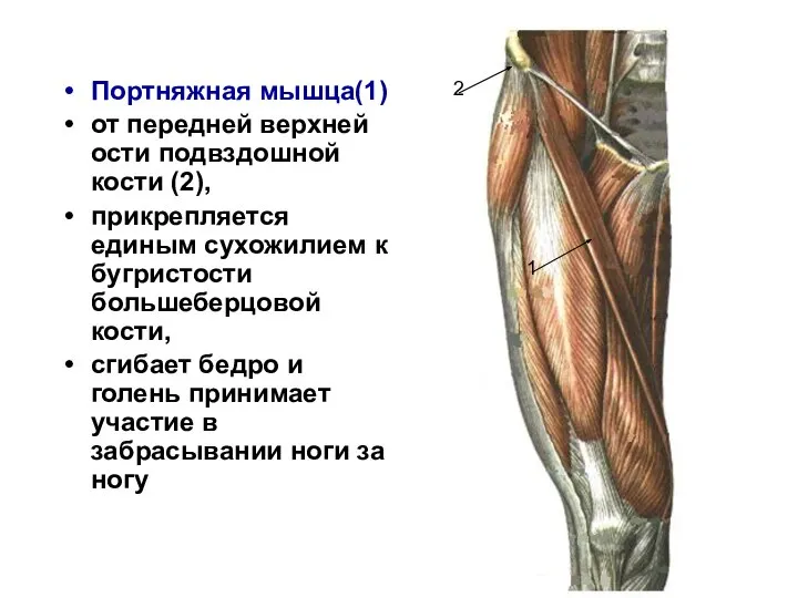 Портняжная мышца(1) от передней верхней ости подвздошной кости (2), прикрепляется единым сухожилием