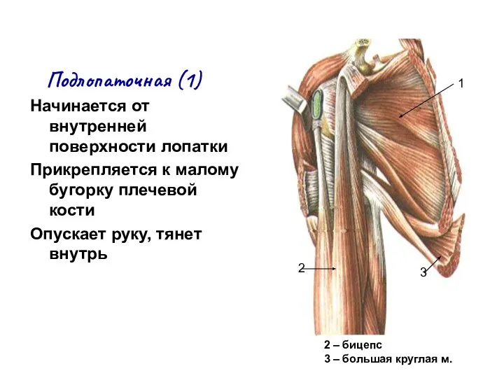 Подлопаточная (1) Начинается от внутренней поверхности лопатки Прикрепляется к малому бугорку плечевой