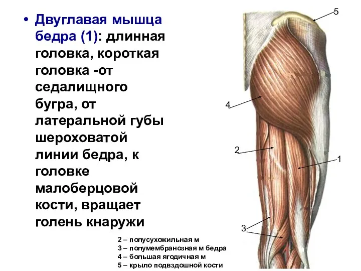Двуглавая мышца бедра (1): длинная головка, короткая головка -от седалищного бугра, от