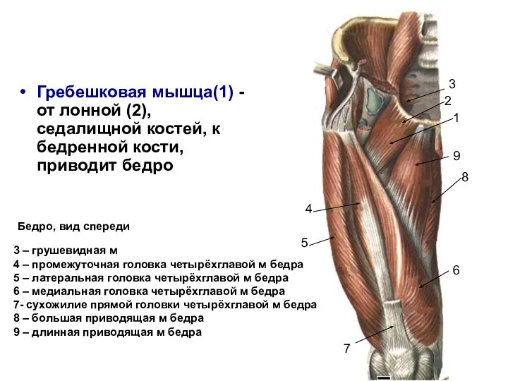 Гребешковая мышца(1) -от лонной (2), седалищной костей, к бедренной кости, приводит бедро