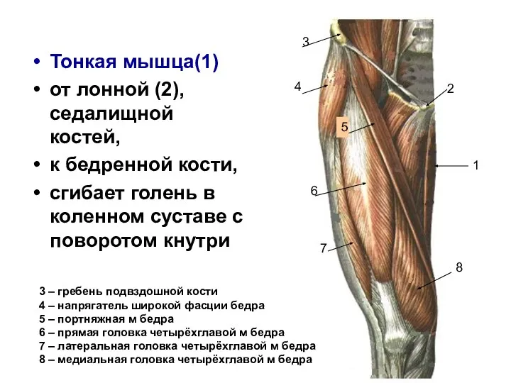 Тонкая мышца(1) от лонной (2), седалищной костей, к бедренной кости, сгибает голень