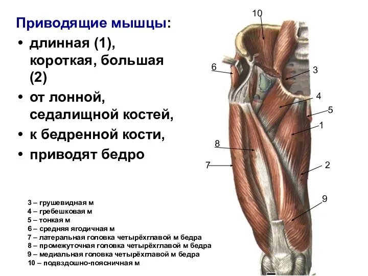 Приводящие мышцы: длинная (1), короткая, большая (2) от лонной, седалищной костей, к