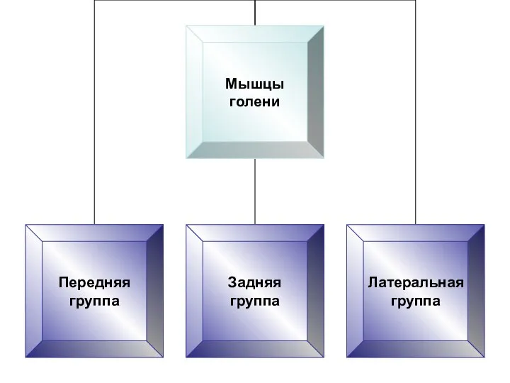 Мышцы голени