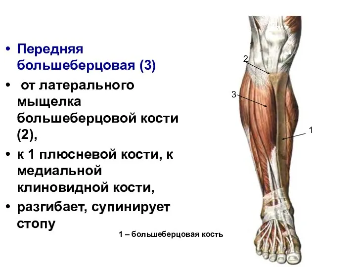 Передняя большеберцовая (3) от латерального мыщелка большеберцовой кости (2), к 1 плюсневой