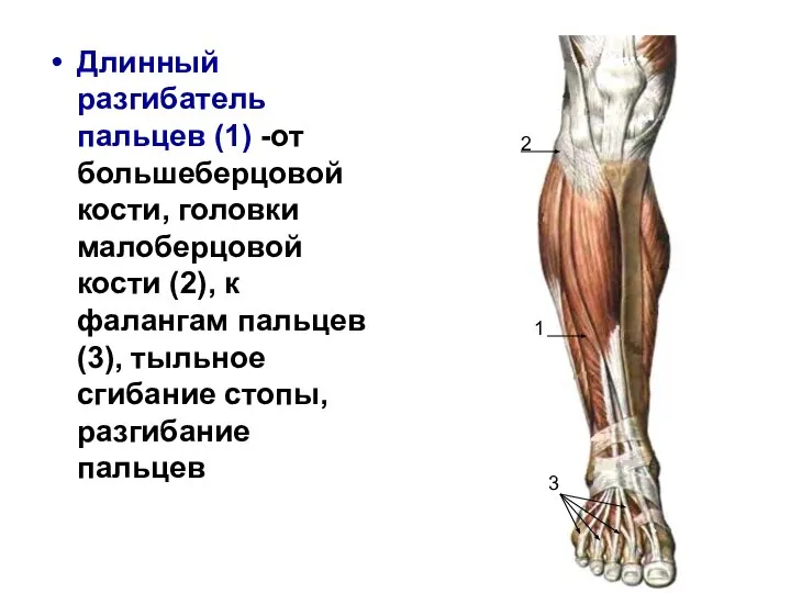 Длинный разгибатель пальцев (1) -от большеберцовой кости, головки малоберцовой кости (2), к