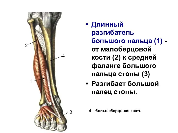 Длинный разгибатель большого пальца (1) -от малоберцовой кости (2) к средней фаланге
