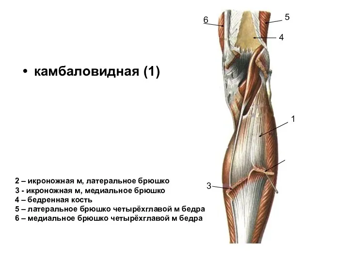 камбаловидная (1) 1 2 – икроножная м, латеральное брюшко 3 - икроножная