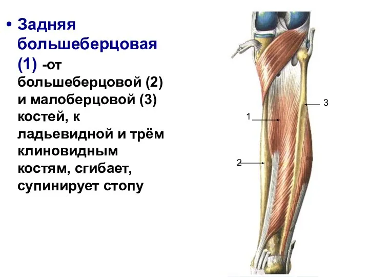Задняя большеберцовая (1) -от большеберцовой (2) и малоберцовой (3) костей, к ладьевидной