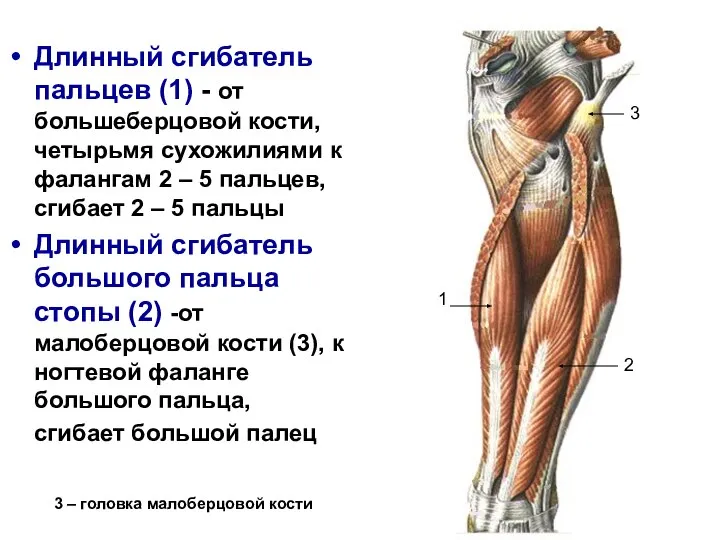 Длинный сгибатель пальцев (1) - от большеберцовой кости, четырьмя сухожилиями к фалангам