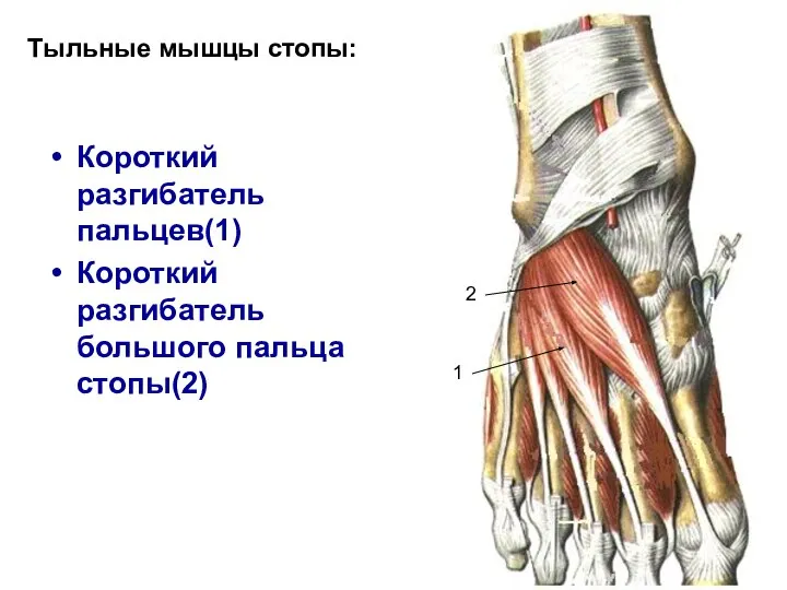 Короткий разгибатель пальцев(1) Короткий разгибатель большого пальца стопы(2) Тыльные мышцы стопы: 1 2