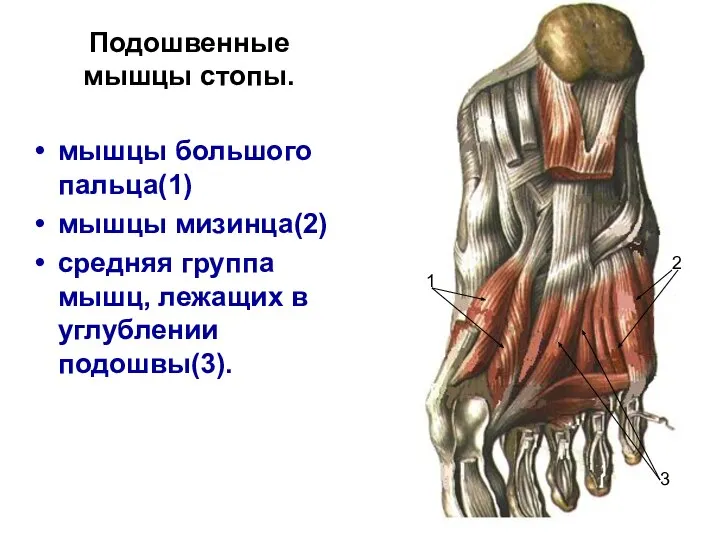 Подошвенные мышцы стопы. мышцы большого пальца(1) мышцы мизинца(2) средняя группа мышц, лежащих
