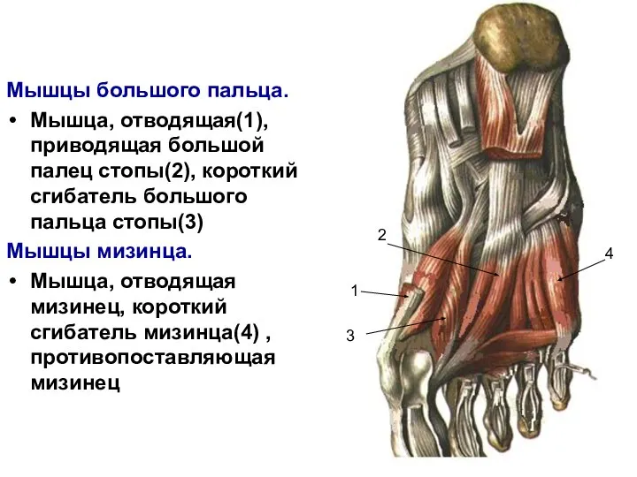 Мышцы большого пальца. Мышца, отводящая(1), приводящая большой палец стопы(2), короткий сгибатель большого