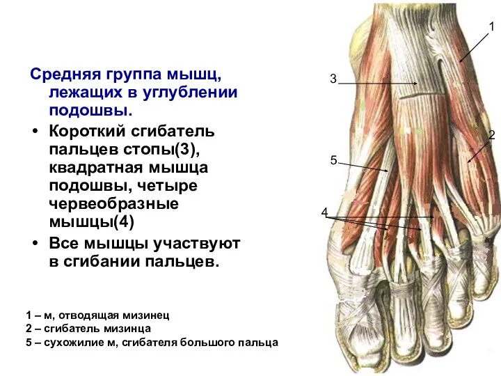 Cредняя группа мышц, лежащих в углублении подошвы. Короткий сгибатель пальцев стопы(3), квадратная