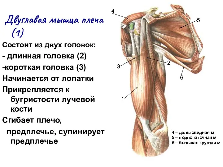 Двуглавая мышца плеча (1) Состоит из двух головок: - длинная головка (2)