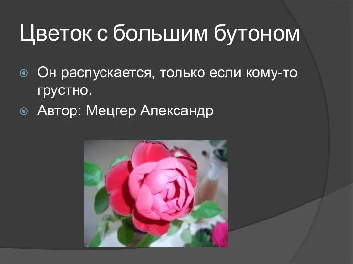 Цветок с большим бутоном Он распускается, только если кому-то грустно. Автор: Мецгер Александр