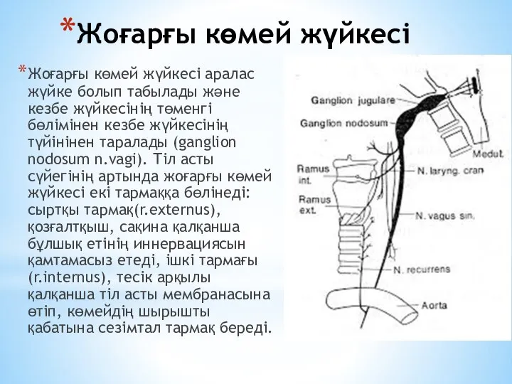 Жоғарғы көмей жүйкесі Жоғарғы көмей жүйкесі аралас жүйке болып табылады және кезбе