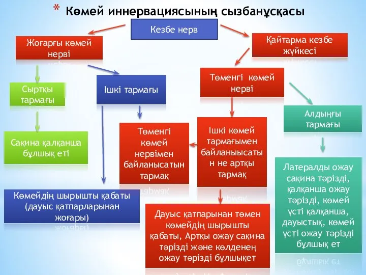 Көмей иннервациясының сызбанұсқасы Кезбе нерв Жоғарғы көмей нерві Қайтарма кезбе жүйкесі Сыртқы