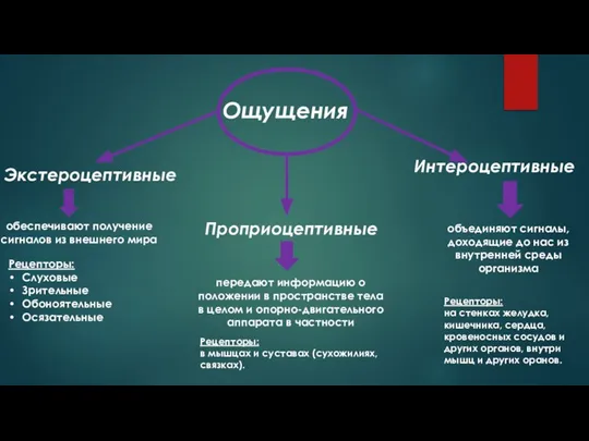 Ощущения Экстероцептивные Интероцептивные Проприоцептивные передают информацию о положении в пространстве тела в