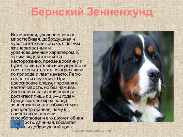 Бернский Зенненхунд Выносливая, уравновешенная, миролюбивая, добродушная и чувствительная собака, с лёгким жизнерадостным