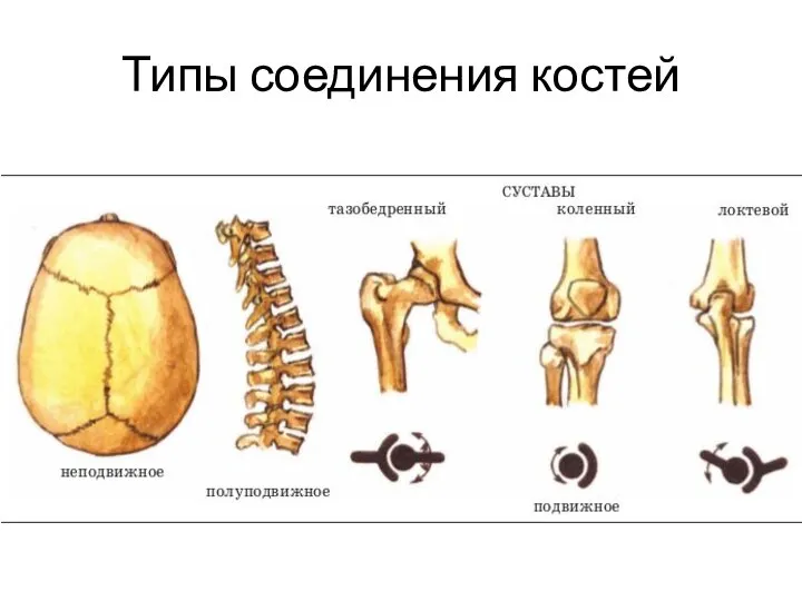 Типы соединения костей