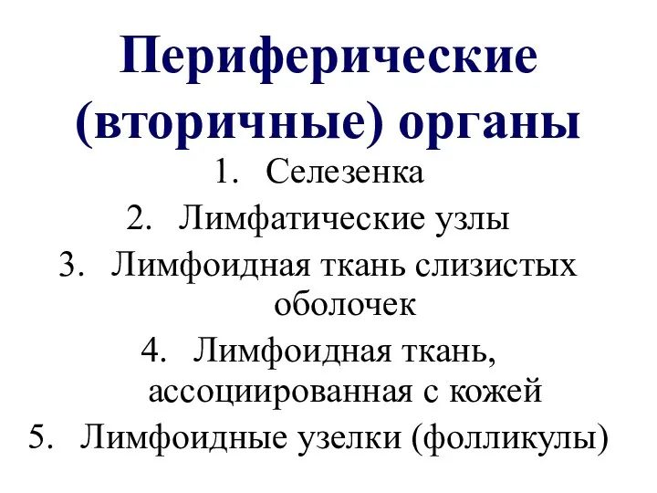 Периферические (вторичные) органы Селезенка Лимфатические узлы Лимфоидная ткань слизистых оболочек Лимфоидная ткань,