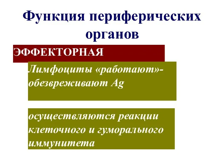 Функция периферических органов ЭФФЕКТОРНАЯ осуществляются реакции клеточного и гуморального иммунитета Лимфоциты «работают»- обезвреживают Ag