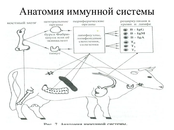 Анатомия иммунной системы